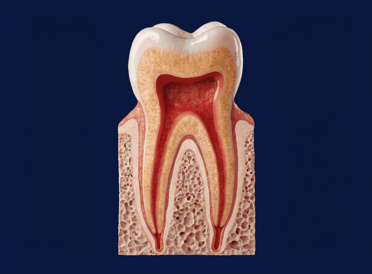 Cross-section of a tooth showing enamel, dentin, pulp chamber, root canal, and nerve and blood vessels